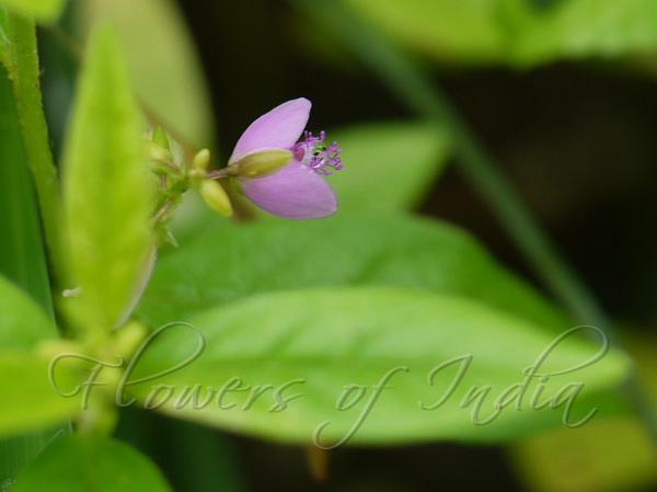 Knotweed Leaved Milkwort